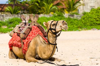 Marocco